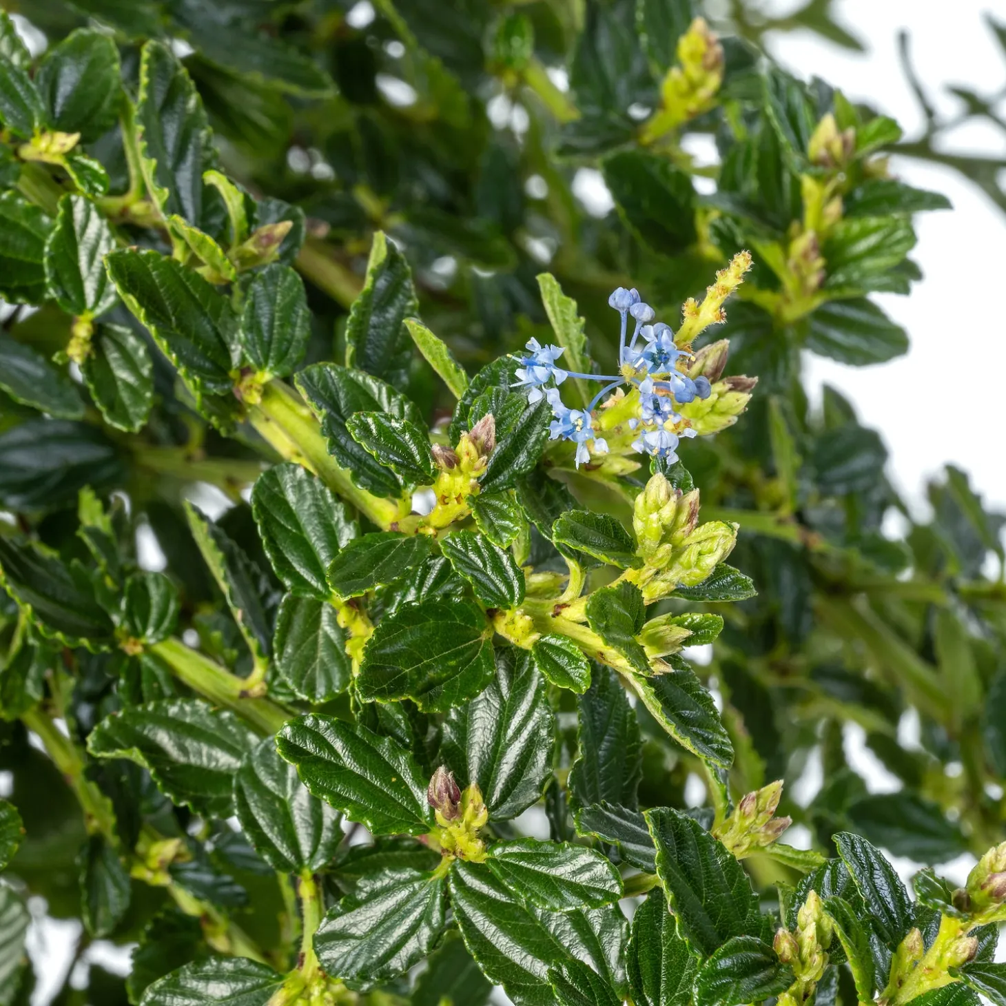 Amerikaanse sering (Ceanothus thyrsiflorus Var. Repens) D 30 H 80 cm