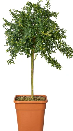 Amerikaanse sering (Ceanothus thyrsiflorus Var. Repens) D 30 H 80 cm