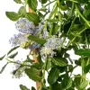 Amerikaanse Sering (Ceanothus thyrsiflorus Var. Repens) D 17 H 65 cm