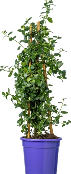 Amerikaanse Sering (Ceanothus thyrsiflorus Var. Repens) D 17 H 65 cm