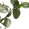 Amerikaanse sering (Ceanothus thyrsiflorus var. repens) D 23 cm
