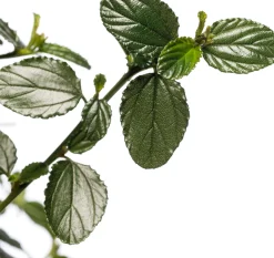 Amerikaanse sering (Ceanothus thyrsiflorus var. repens) D 23 cm
