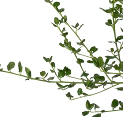 Amerikaanse Sering (Ceanothus impressus 'Victoria') D 23 H 60 cm
