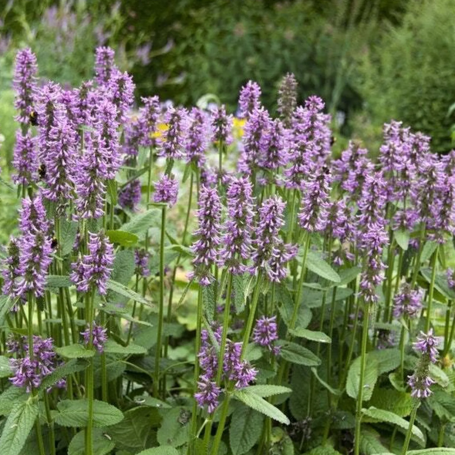 Andoorn (Stachys monieri 'Hummelo') D 9 H 10 cm