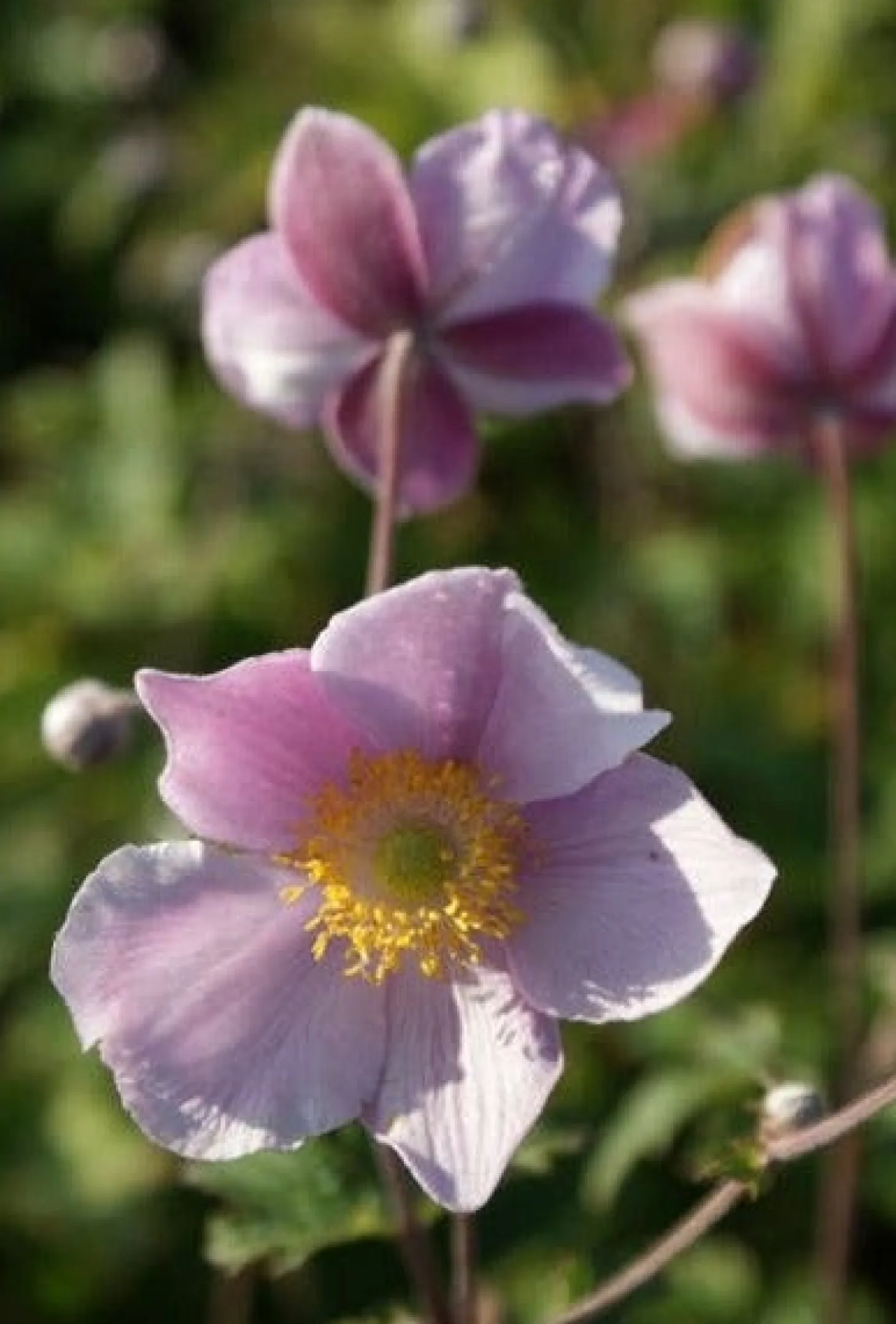Anemoon (Anemone tomentosa 'Robustissima') D 9 H 10 cm