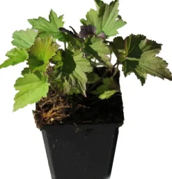 Anemoon (Anemone tomentosa 'Robustissima') D 9 H 10 cm
