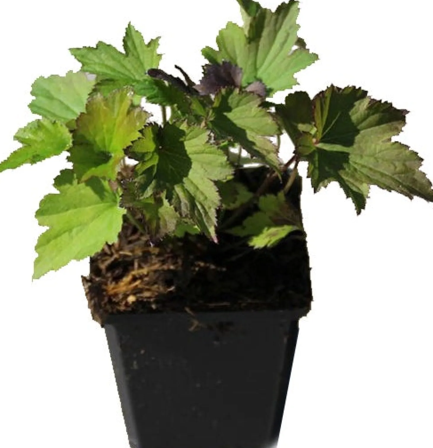 Anemoon (Anemone tomentosa 'Robustissima') D 9 H 10 cm