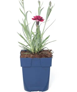 Anjer (Dianthus 'Odessa Red') D 11 H 20 cm