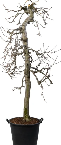 Appelboom (Malus domestica 'Elstar') D H cm