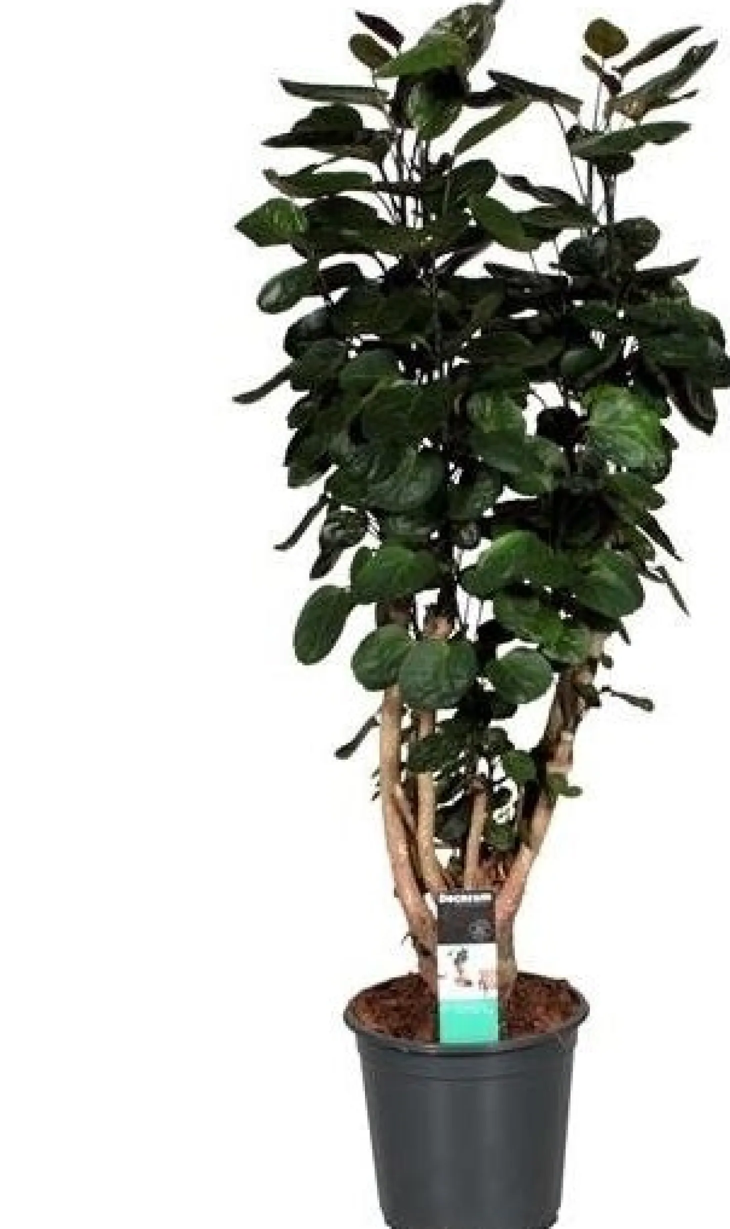 Aralia (Polyscias 'Fabian') D 21 H 90 cm