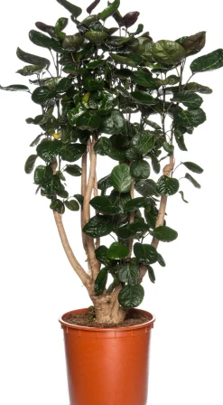 Aralia (Polyscias 'Fabian') D 27 H 150 cm
