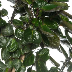 Aralia (Polyscias 'Fabian') D 27 H 150 cm