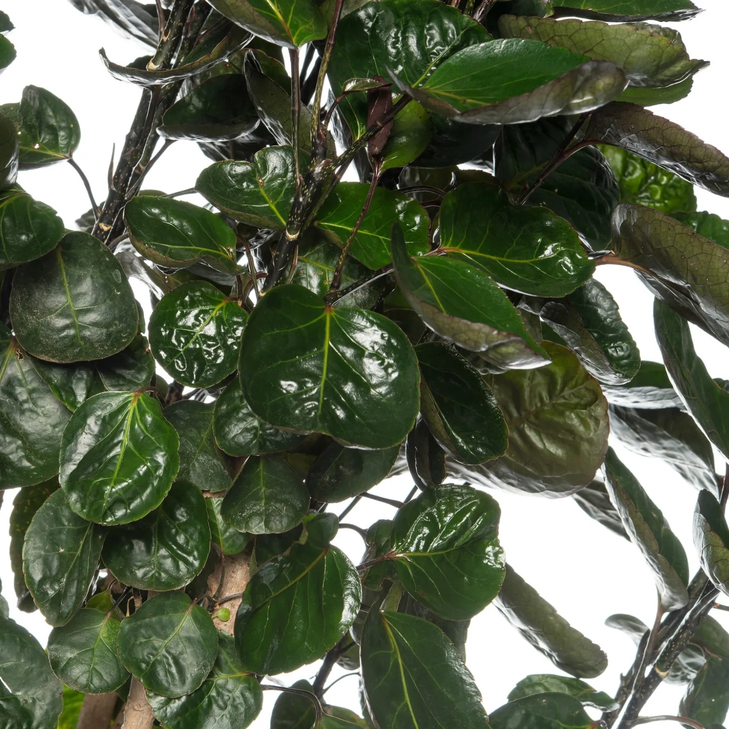 Aralia (Polyscias 'Fabian') D 27 H 150 cm