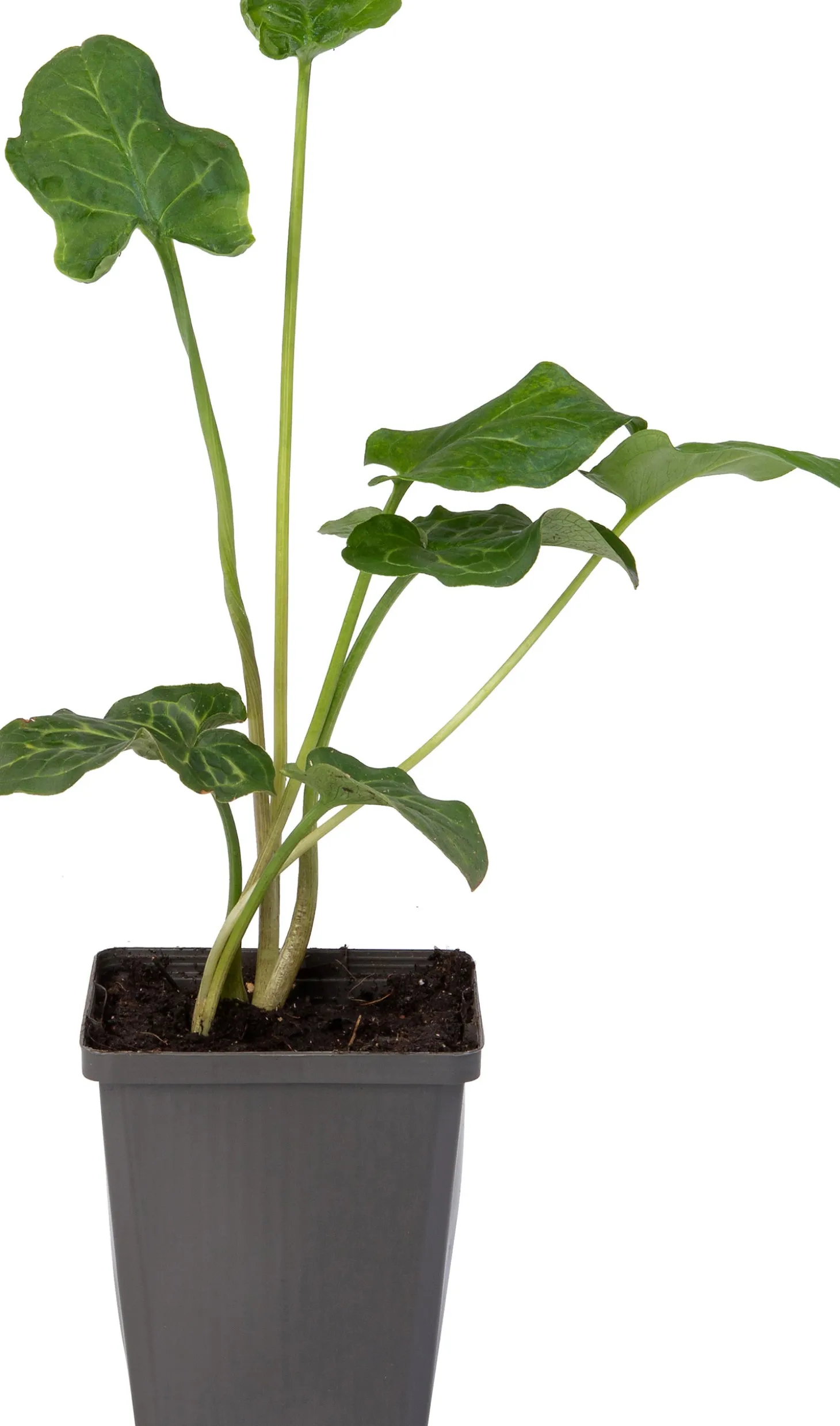 Aronskelk (Arum italicum) D 9 H 20 cm