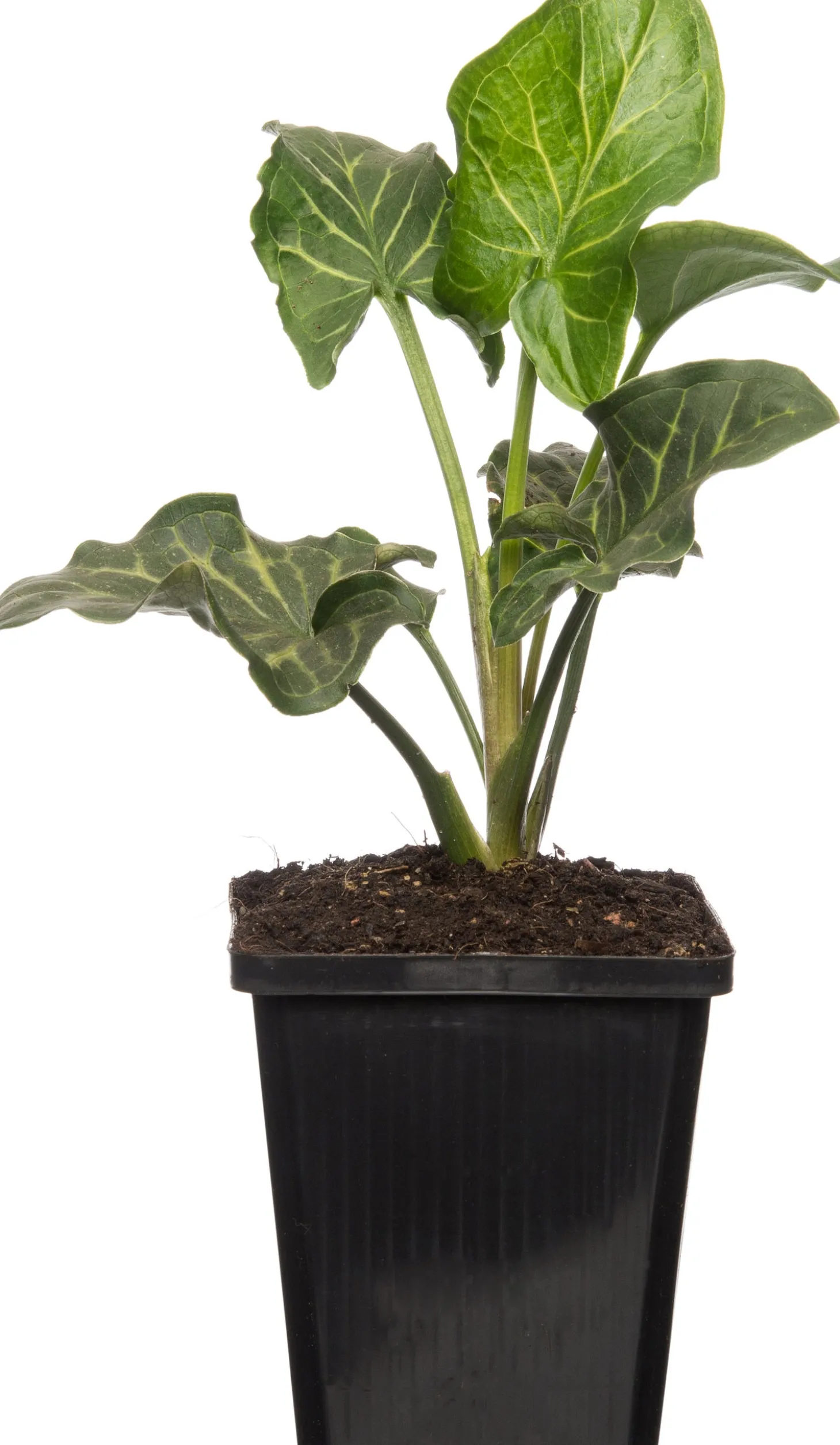 Aronskelk (Arum italicum) D 9 H 20 cm