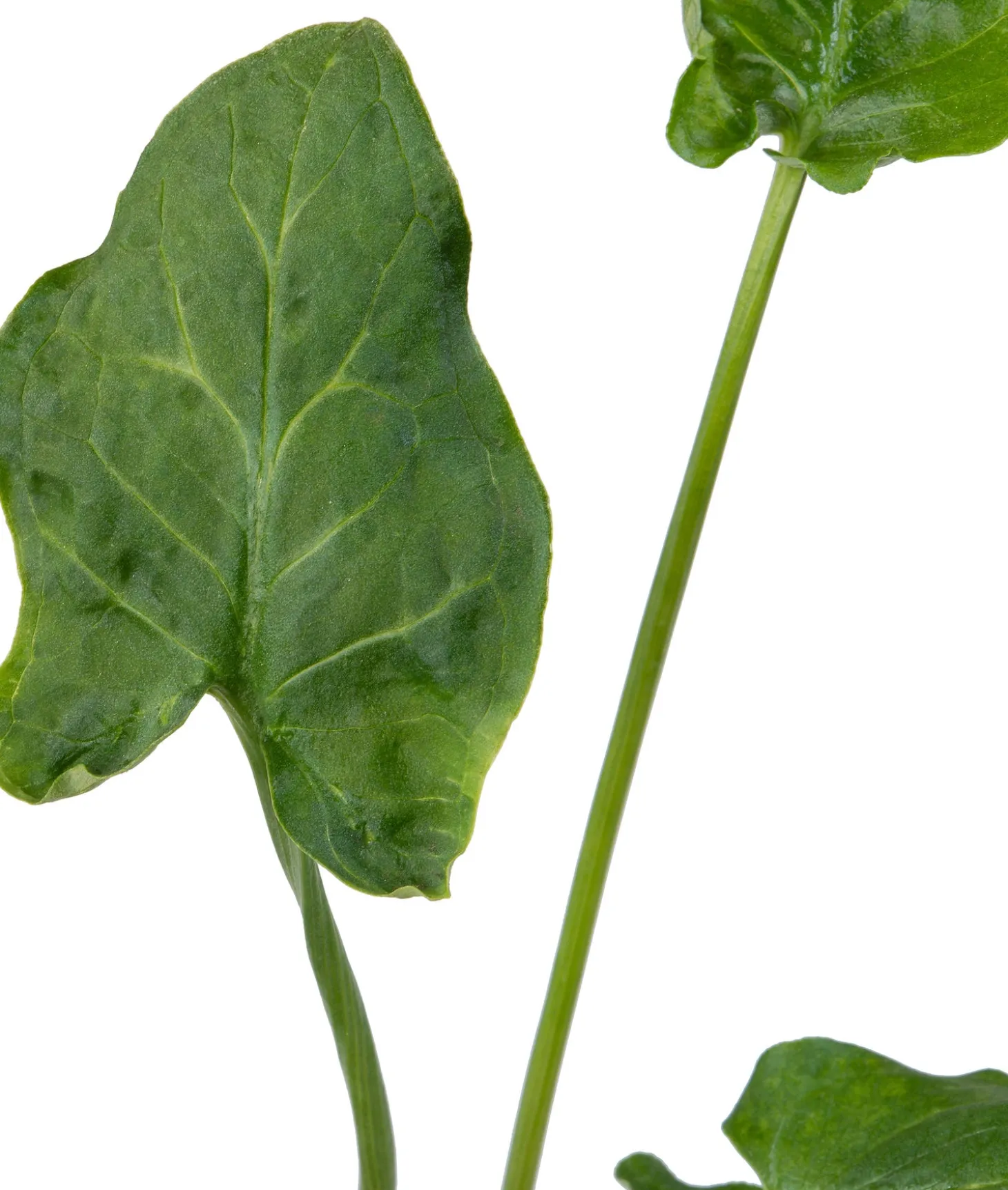 Aronskelk (Arum italicum) D 9 H 20 cm