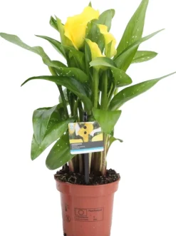 Aronskelk (Zantedeschia 'Sunclub') D 11 H 28 cm