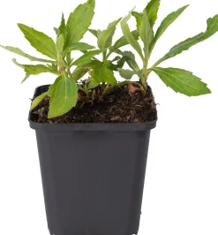 Aster (Aster ageratoides 'Asmo') D 9 H 10 cm