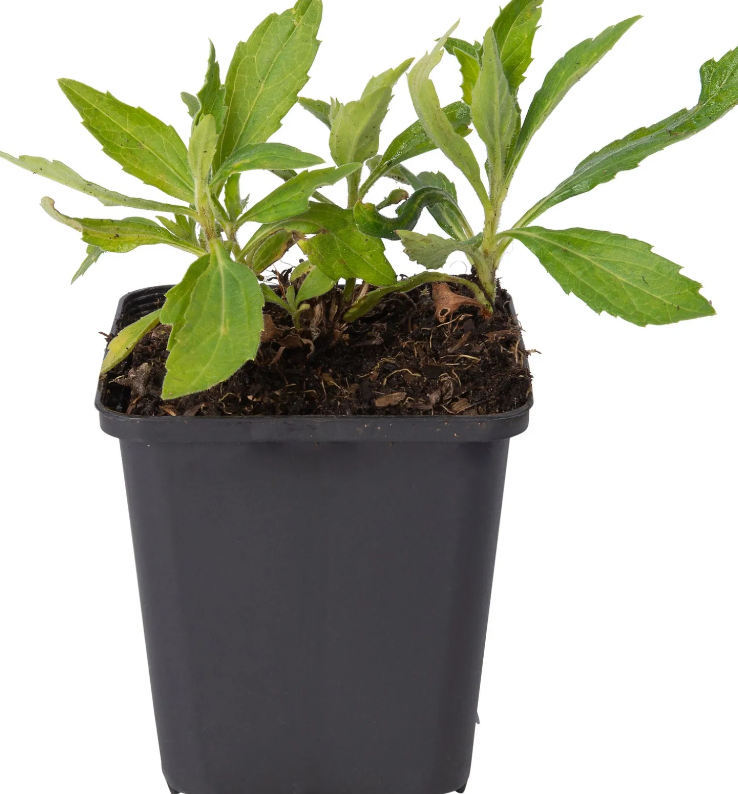 Aster (Aster ageratoides 'Asmo') D 9 H 10 cm