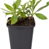 Aster (Aster ageratoides 'Stardust') D 9 H 10 cm