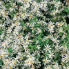 Aster (Aster divaricatus) D 11 H 60 cm