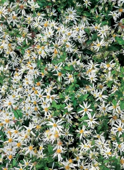 Aster (Aster divaricatus) D 11 H 60 cm