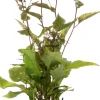 Aster (Aster divaricatus) D 11 H 10 cm