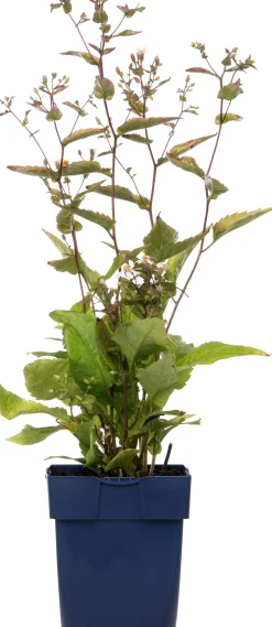 Aster (Aster divaricatus) D 11 H 10 cm