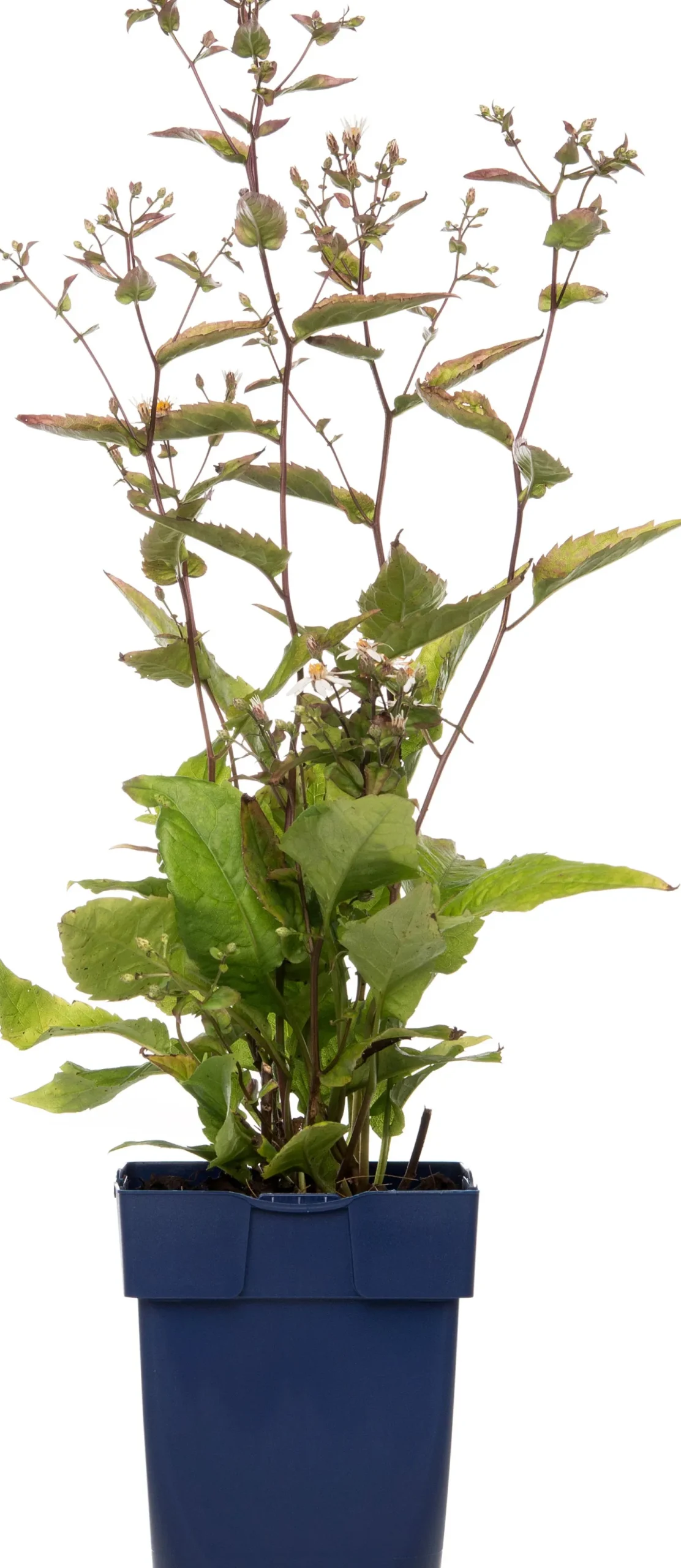 Aster (Aster divaricatus) D 11 H 10 cm