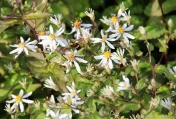 Aster (Aster divaricatus) D 9 H 10 cm