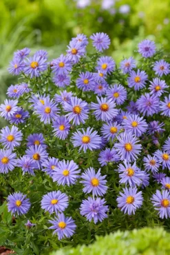 Aster (Aster divaricatus 'Prof. Anton Kippenberg') D 11 H 40 cm
