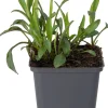 Aster (Aster 'Jenny') D 9 H 10 cm