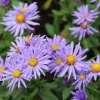Aster (Aster 'Professor Anton Kippenberg') D 9 H 10 cm
