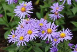 Aster (Aster 'Professor Anton Kippenberg') D 9 H 10 cm