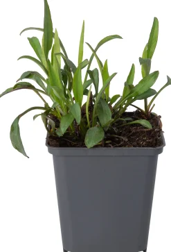 Aster (Aster 'Schneekissen') D 9 H 10 cm
