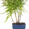 Aster (Aster 'Wood's Purple') D 9 H 15 cm