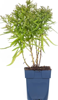 Aster (Aster 'Wood's Purple') D 9 H 15 cm