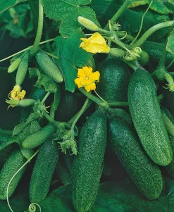 Augurk (Cucumis Sativus)