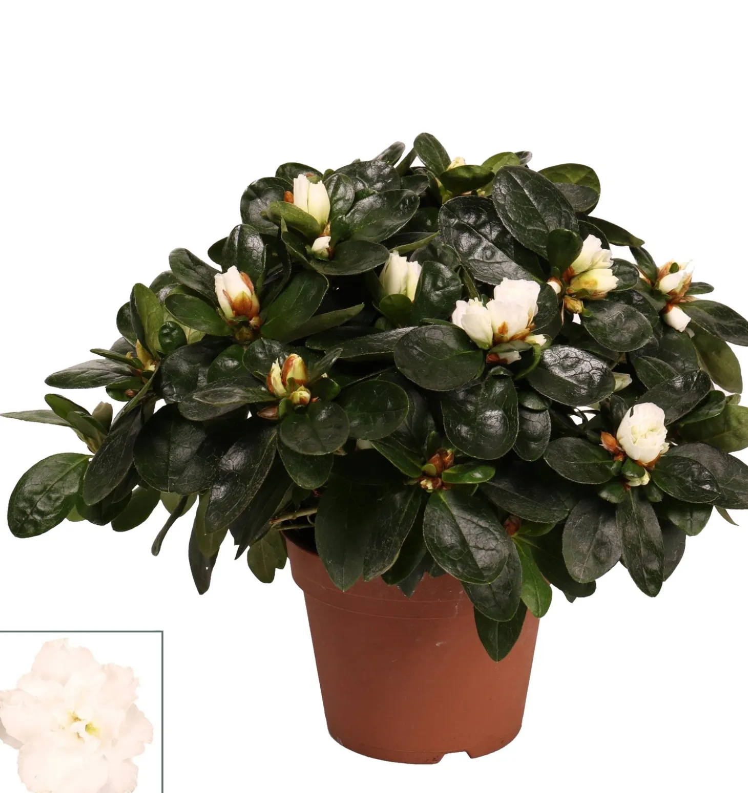 Azalea (Rhododendron luxe) wit D 12 H 30 cm