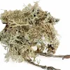 Back Zoo Nature bodembedekking Discovery Branch Moss 50 g
