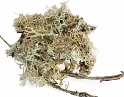 Back Zoo Nature bodembedekking Discovery Branch Moss 50 g
