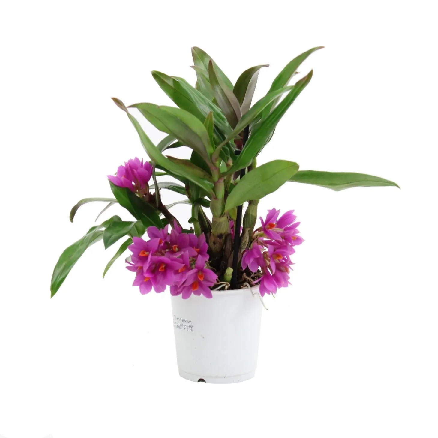 Bamboe-orchidee (Dendrobium inca 'Hibiki') D 9 H 20 cm