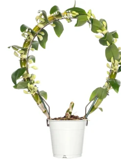 Bamboe orchidee (Dendrobium nobile 'Apollon') op boogrekje D 12 H 45 cm