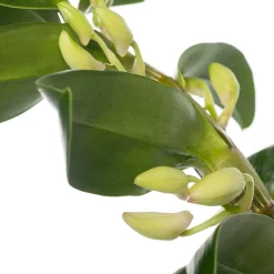 Bamboe orchidee (Dendrobium nobile 'Apollon') op boogrekje D 12 H 45 cm