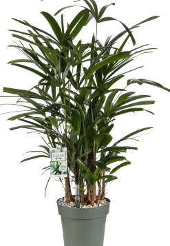 Bamboepalm (Rhapis excelsa) D 24 H 90 cm