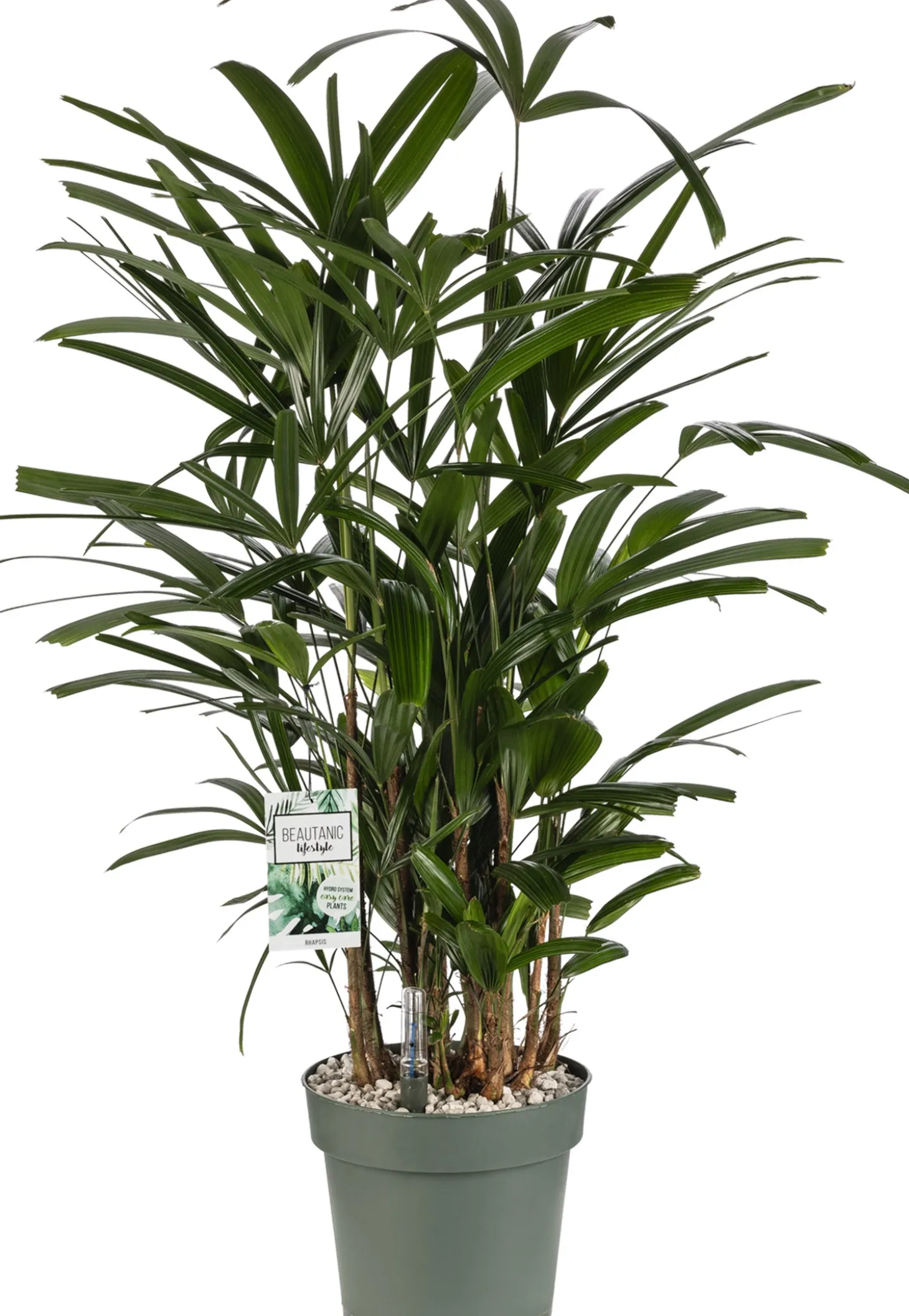 Bamboepalm (Rhapis excelsa) D 24 H 90 cm