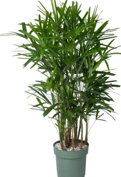 Bamboepalm (Rhapis excelsa) D 30 H 140 cm