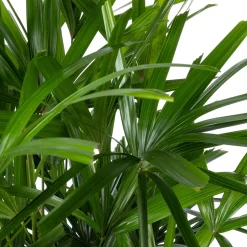 Bamboepalm (Rhapis excelsa) D 30 H 140 cm