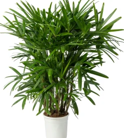 Bamboepalm (Rhapsis excelsa) D 24 H 130 cm