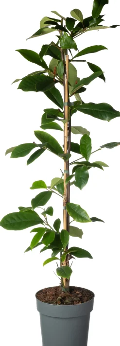 Bananenstruik (Michelia 'Fairy Magnolia Cream'®) D 19 H 60 cm